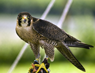 Bird prey perched branch blurry - a blurry background of grass and trees free wallpaper