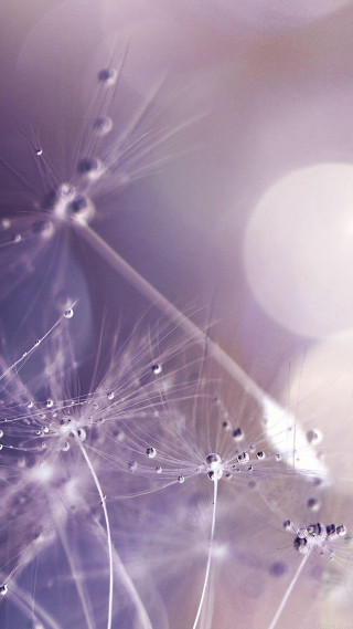 Dandelion water droplets purple background 4 - free stars wallpaper