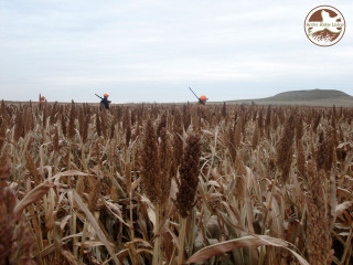 Two people field tall grass - heavy grain free wallpaper