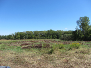 Grass field trees blue sky - grass and trees free wallpaper