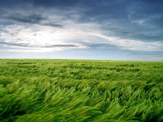 Field green grass cloudy sky - cloudy free wallpaper