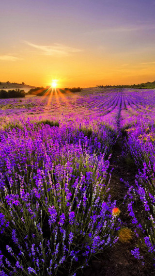 Lavender field sunset path leading - free summer wallpaper for mobile