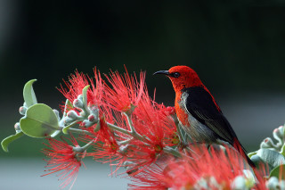 Red bird on flower macro - a red flower free wallpaper