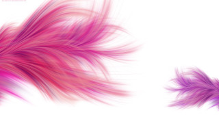 Pink purple feather white background - feather free wallpaper for desktop