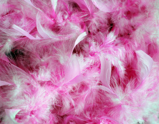 Pink white feather background black - carol bove free wallpaper