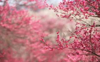 Pink flower tree branch bridge - a few cloud free wallpaper for desktop