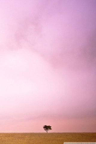 Lone tree dry grass purple - elsa bleda free wallpaper for mobile