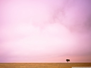 Lone tree field grass purple - a pink sky free wallpaper