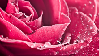 Pink rose water droplets close - close free wallpaper