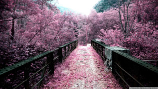 Path woods pink flowers bridge 2 - the wood free wallpaper