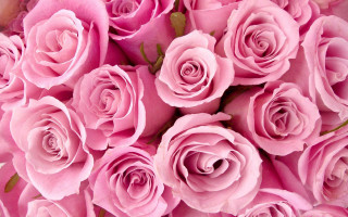Pink roses bouquet macro romantic - the petal free wallpaper
