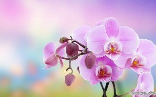 Pink flower blurry background branch - orphism free wallpaper