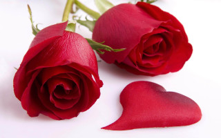 Two red roses heart shaped 2 - single free wallpaper