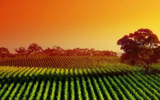 Large field trees sunset red - vine free wallpaper for desktop