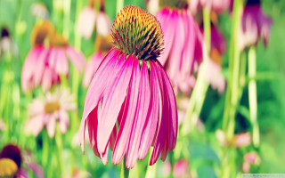 Pink flower field bokeh macro 5 - the center free wallpaper