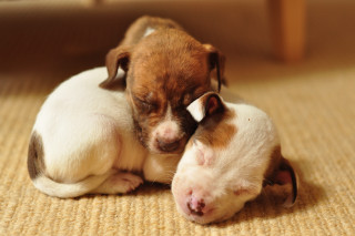 Puppies cuddling on the floor - two puppy free wallpaper