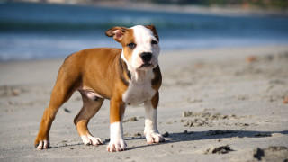 Brown white dog sandy beach - a sandy beach next free wallpaper