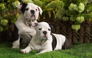Dogs sitting grass fence bushes - david budd free wallpaper