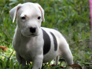 White black puppy grass pink - puppy free wallpaper