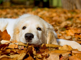 Dog leaves sad face lying - autumn free wallpaper for desktop