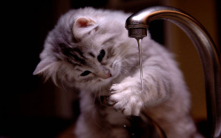 Cat drinking water faucet table - amy weber free wallpaper