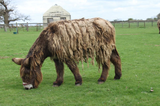 Shaggy brown animal grazing field - a barn in the background free wallpaper