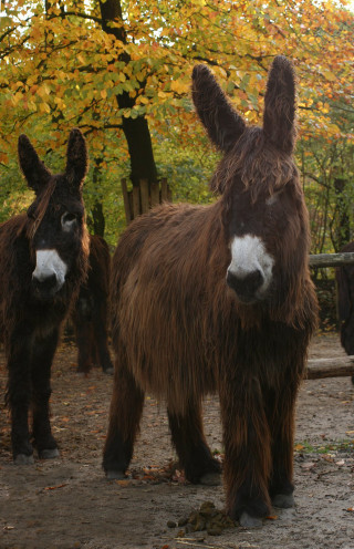 Donkeys forest fence autumn leaves - in the foreground free wallpaper for mobile