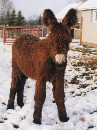 Small brown donkey snow house - free animals wallpaper for mobile