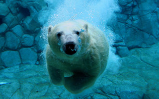 Polar bear swimming water rocks - underwater free wallpaper for desktop