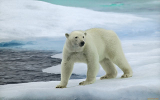 Polar bear iceberg ocean ecological - a polar bear free wallpaper