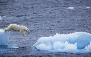 Polar bear jumping iceberg water 2 - an iceberg free wallpaper