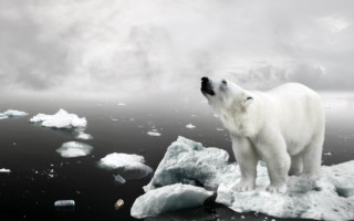 Polar bear ice floes starry - a polar bear free wallpaper for desktop