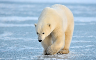 Polar bear walking frozen lake 2 - the ice free wallpaper