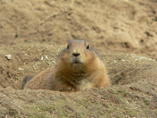 Groundhog sitting dirt curious look - the dirt free wallpaper