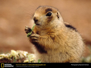 Small rodent eating grass curious - animal free wallpaper for desktop