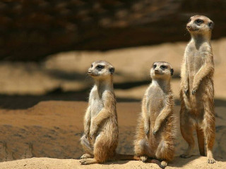 Three meerkats rock looking distance - a microscopic photo free wallpaper
