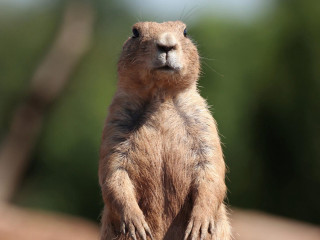 Small brown animal standing closed - its hind leg free wallpaper