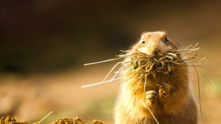 Rodent eating grass field blurry - a blurry background of grass and dirt free wallpaper
