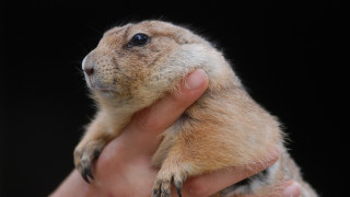 Small rodent hand black background - a persons hand free wallpaper