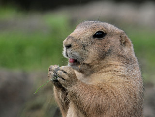 Groundhog eating grass sun mouth - grass free wallpaper