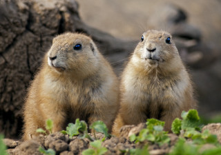 Prairie groundhogs field dirt grass - free animals wallpaper for desktop