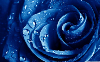 Blue rose water droplets starry - petal free wallpaper