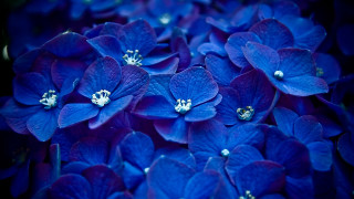 Blue flowers white centers bouquet 3 - blue flower free wallpaper