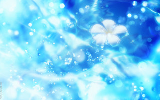 Flower blue water droplets bokeh - a blue surface free wallpaper for desktop