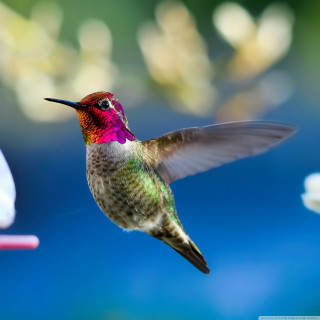 Hummingbird flying wings flower background - free bird wallpaper for tablet