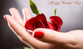 Woman hand red rose green - rose free wallpaper for desktop