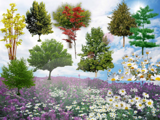 Field flowers trees sky background - a painting of a field free wallpaper