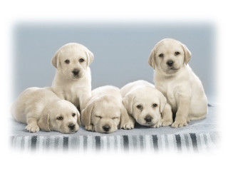 Puppies blanket photo studio lightblue - a blanket together free wallpaper