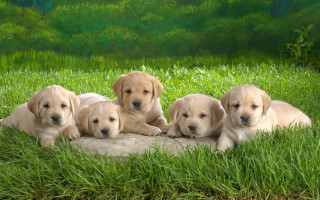 Puppies laying rock grass green 3 - anne rigney free wallpaper