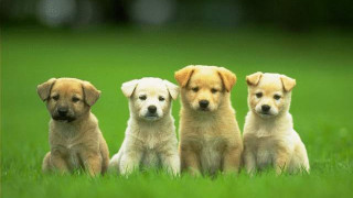Puppies sitting in the grass - funny free wallpaper